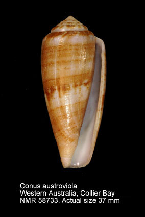 Conus austroviola.jpg - Conus austroviolaRöckel & Korn,1992